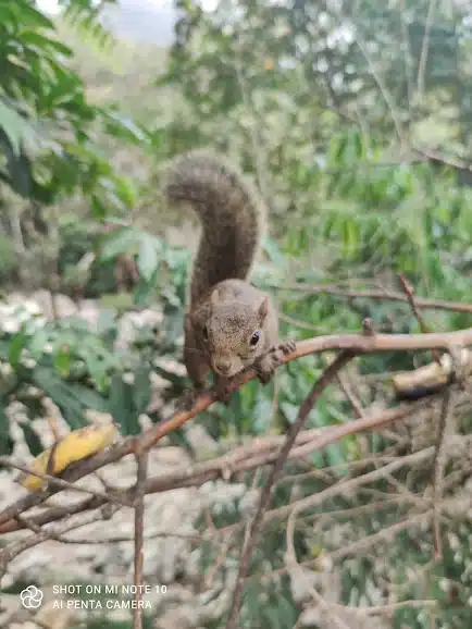 esquilo-poço-do-egito-img